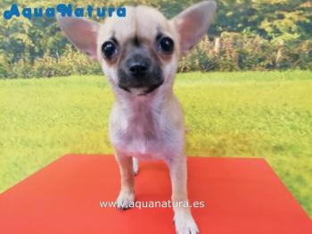 Cachorro Chihuahua Macho de Lili y Bambi  Marrn 3034 **ENTREGADO**