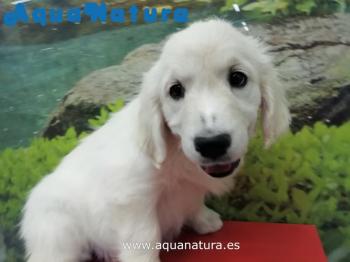 Cachorro Golden Retriever Hembra Blanco 8666 **ENTREGADO**