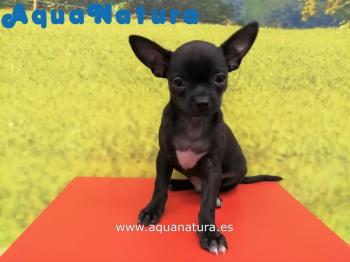 Cachorro Chihuahua Macho Negro 9829 **ENTREGADO**