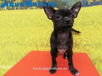 Cachorro Chihuahua Macho Negro 6872 **ENTREGADO**