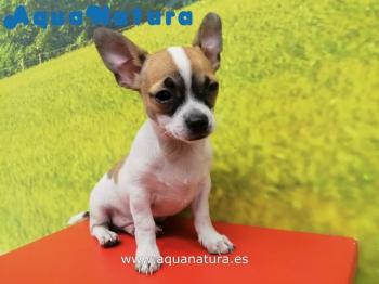 Cachorro Chihuahua Bicolor **ENTREGADO**
