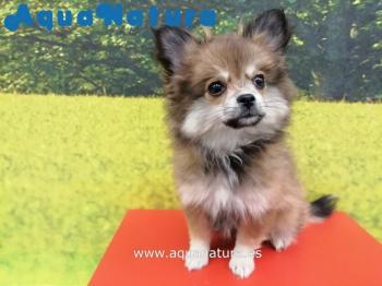 Cachorro Pomerania Hembra Tricolor 5492 **ENTREGADO**