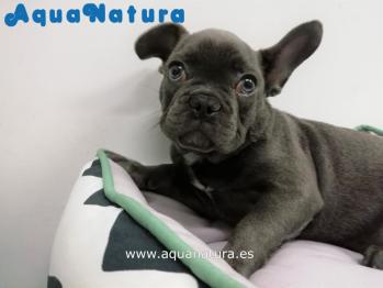 Cachorro Bulldog Francs Blue Macho 4176 **VENDIDO**