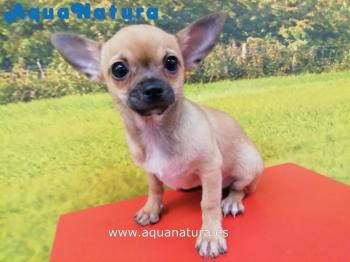 Cachorro Chihuahua Macho de Lili y Bambi Arena 2294 **ENTREGADO**