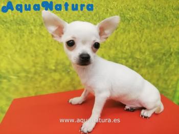 Cachorro Chihuahua de Lunita y Choco Macho Blanco 5768 **ENTREGADO**
