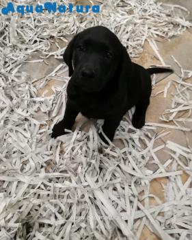 Cachorro Labrador Retriever Macho Negro 2500 **ENTREGADO**