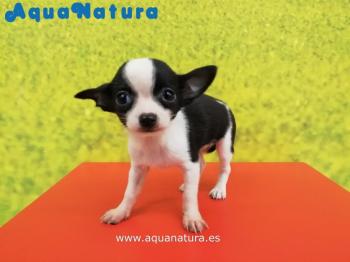 Cachorro Chihuahua de Buleta y Bambi Hembra Bicolor 6374 **VENDIDO**