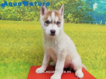 Cachorro Husky Siberiano Hembra Blanco y Marrn ojos azules 2435 **VENDIDO**