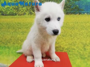 Cachorro Husky Siberiano Macho Blanco ojos bicolor 0814 **VENDIDO**