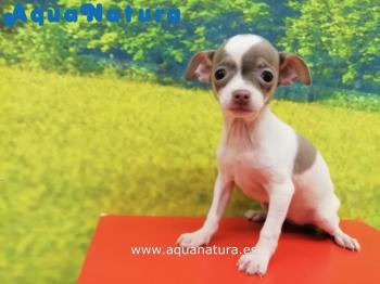 Cachorro Chihuahua Hembra Blanco / Lilac 3453 **VENDIDO**