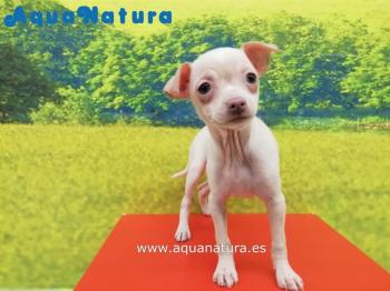 Cachorro Chihuahua Hembra Crema 3457 **VENDIDO**