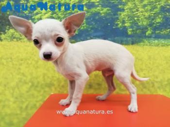 Cachorro Chihuahua Macho Blanco 3460 **VENDIDO**