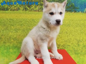Cachorro Husky Siberiano Macho Blanco y Marrn ojos azules 2065 **VENDIDO**
