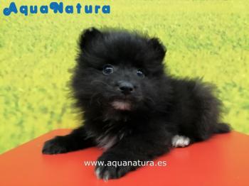 Cachorro Pomerania Macho Negro 2437 **VENDIDO**