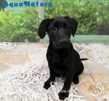 Cachorro Labrador Retriever Macho Negro 3996 **VENDIDO**