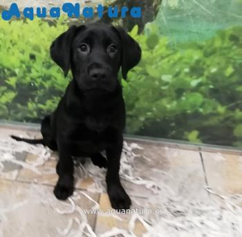 Cachorro Labrador Negro 4331 **VENDIDO**