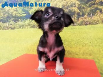 Cachorro Chihuahua Macho Negro de Lunita y Choco 5841 **VENDIDO**