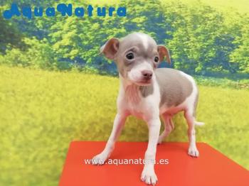 Cachorro Chihuahua Macho Blanco / Lilac 3459 **VENDIDO**