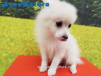 Cachorro Pomerania Hembra Blanco 7273 **VENDIDO**