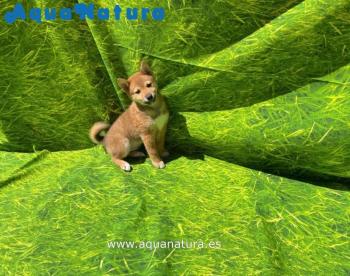 Cachorro Shiba Inu de Maya Macho 5254 **VENDIDO**