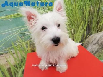 Cachorro West Highland White Terrier Macho 3680 **VENDIDO**