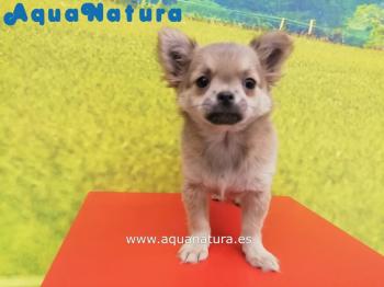 Cachorro Chihuahua Hembra Sable 0032 **VENDIDO**