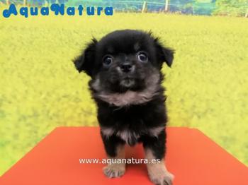 Cachorro Chihuahua Macho Negro 0370 **VENDIDO**