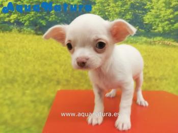 Cachorro Chihuahua Macho Blanco 3895 **VENDIDO**
