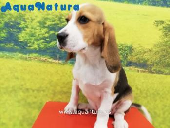 Cachorro Beagle Hembra 8385 **VENDIDO**