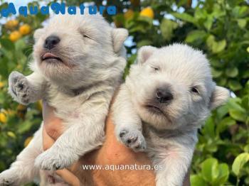 Camada de West Highland White Terrier **VENDIDOS**