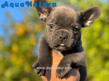 Cachorro Bulldog Francs Macho Blue **VENDIDO**
