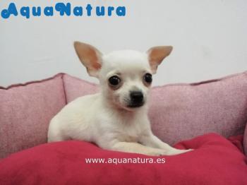 Cachorro Chihuahua Macho Blanco 4137 **VENDIDO**