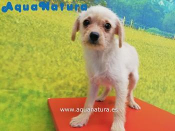 Cachorro CHIPOO (Caniche con Chihuahua) Hembra de Lala y Alejo Crema 2591 **VENDIDO**
