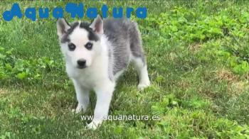 Cachorro Husky Siberiano Hembra ojos azules **VENDIDO**