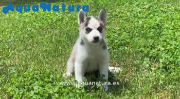 Cachorro Husky Siberiano Hembra ojos azules **VENDIDO**