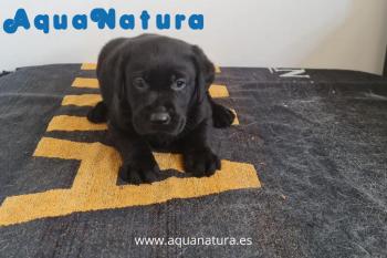 Cachorro Labrador Hembra Negra 8004 **VENDIDO**