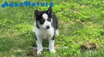 Cachorro Husky Siberiano Hembra Blanco y Negro ojos azules 8752 **VENDIDO**