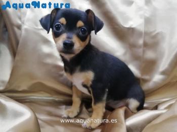 Cachorro Chihuahua de Martina y Choco Hembra 8111 **VENDIDO**