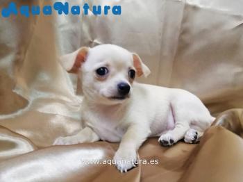 Cachorro Chihuahua de Martina y Choco Macho Crema 7840 **VENDIDO**