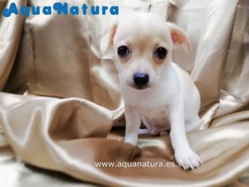 Cachorro Chihuahua de Martina y Choco Macho Blanco / Crema 8193 **VENDIDO**