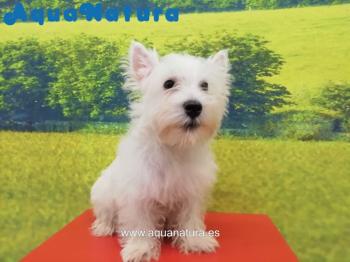 Cachorro West Highland White Terrier Macho 3442 **VENDIDO**