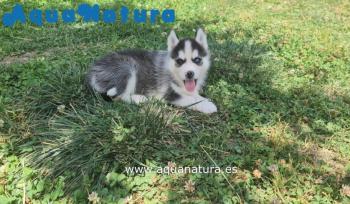 Cachorro Husky Siberiano Macho gris ojos bicolor **VENDIDO**