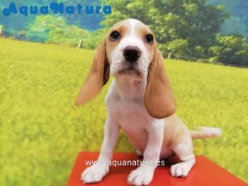 Cachorro Beagle Macho Bicolor 0392 **VENDIDO**