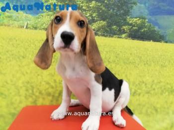 Cachorro Beagle Macho Tricolor 0397 **VENDIDO**