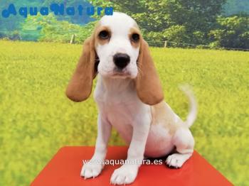 Cachorro Beagle Macho Bicolor 0384 **VENDIDO**