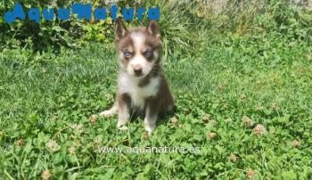 Cachorro Husky Siberiano Hembra ojos azules 0872 **VENDIDO**