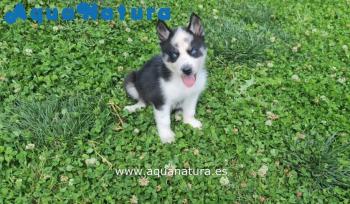 Cachorro Husky Siberiano Macho bicolor ojos azules 0852 **VENDIDO**