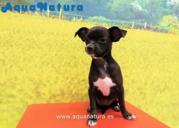 Cachorro Chihuahua Hembra Blanco y Negro 9868 **VENDIDO**