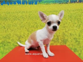 Cachorro Chihuahua Macho Crema y Blanco 7889 **VENDIDO**