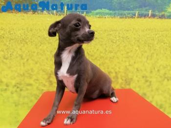 Cachorro Chihuahua Hembra Azul y Blanco 0124 **Vendido**